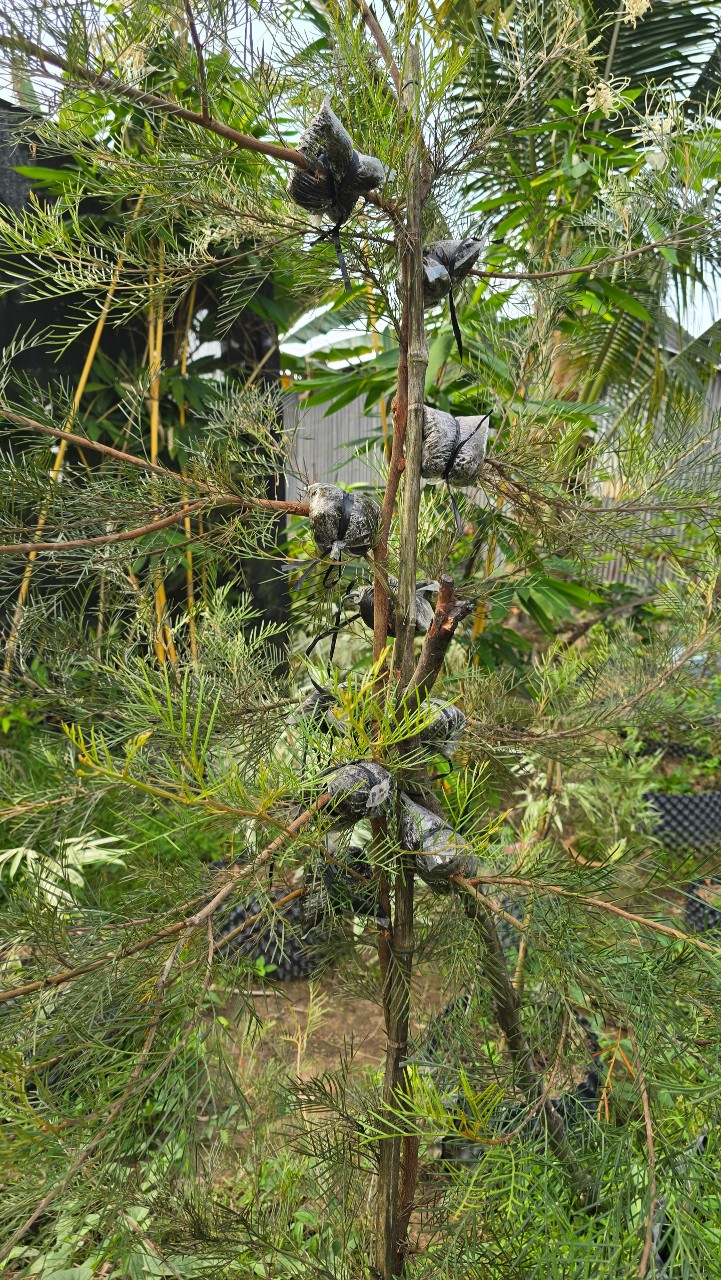 Hoa Nhện Đa Sắc (Hoa Cánh Phượng) – Nhánh Chiết Khỏe