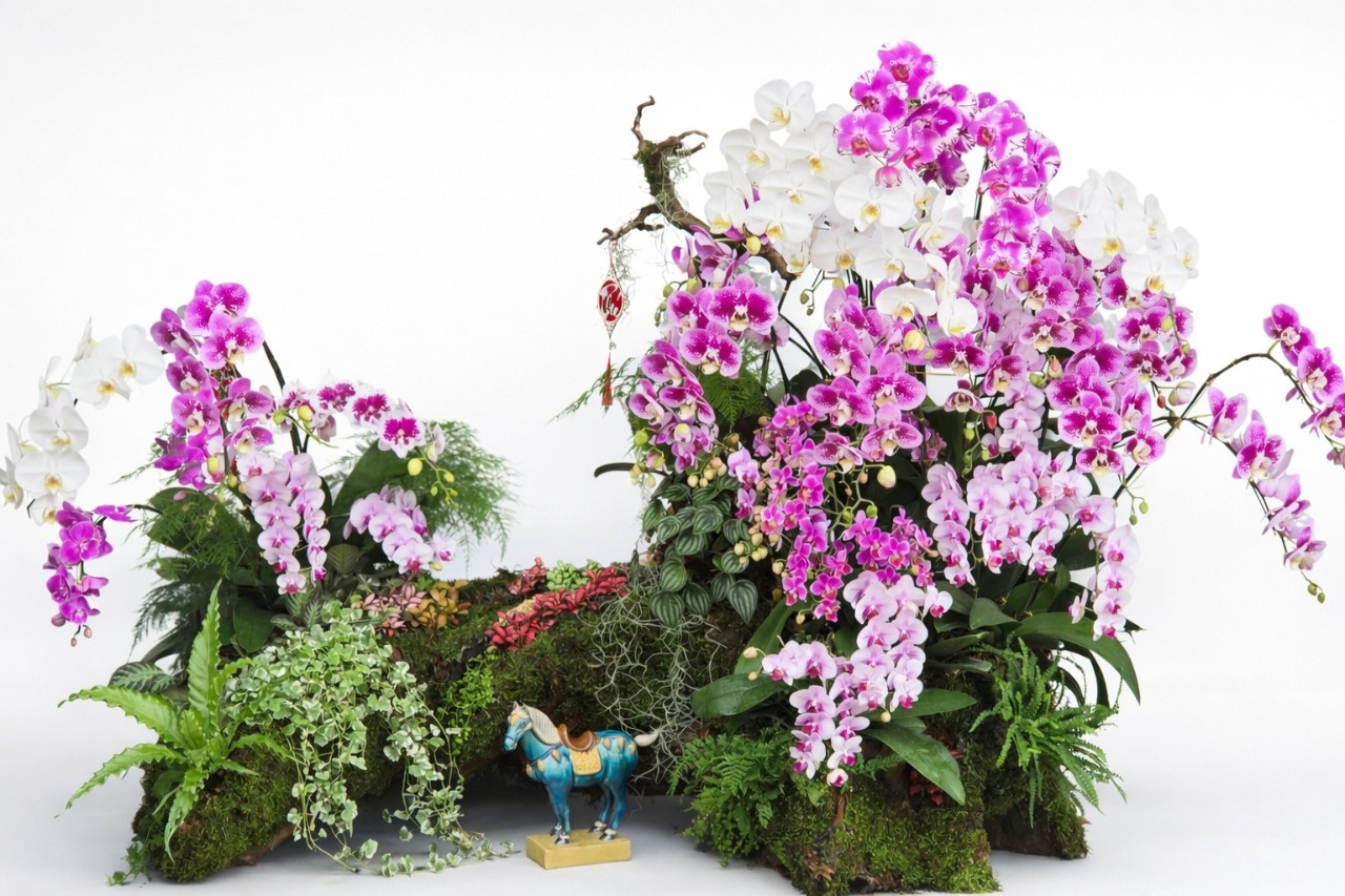 Tiểu Cảnh Lan Hồ Điệp