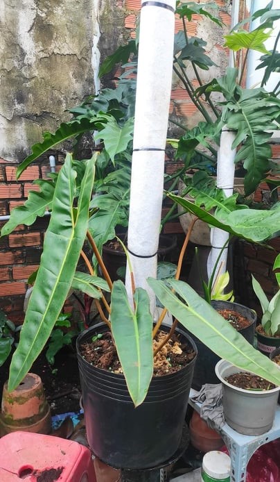Cây Hồng Hạc