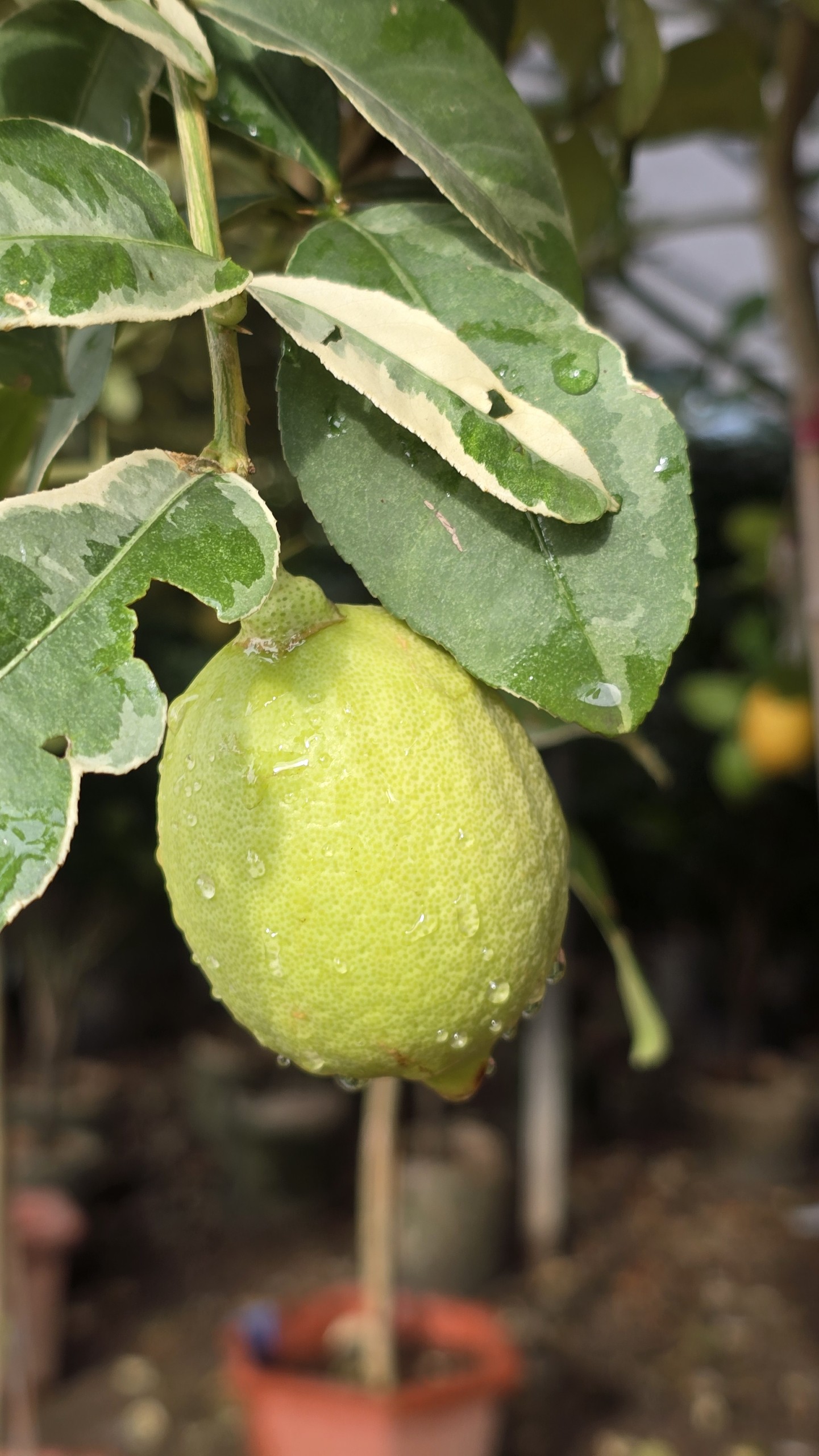 Cây Chanh Vàng Cẩm Thạch