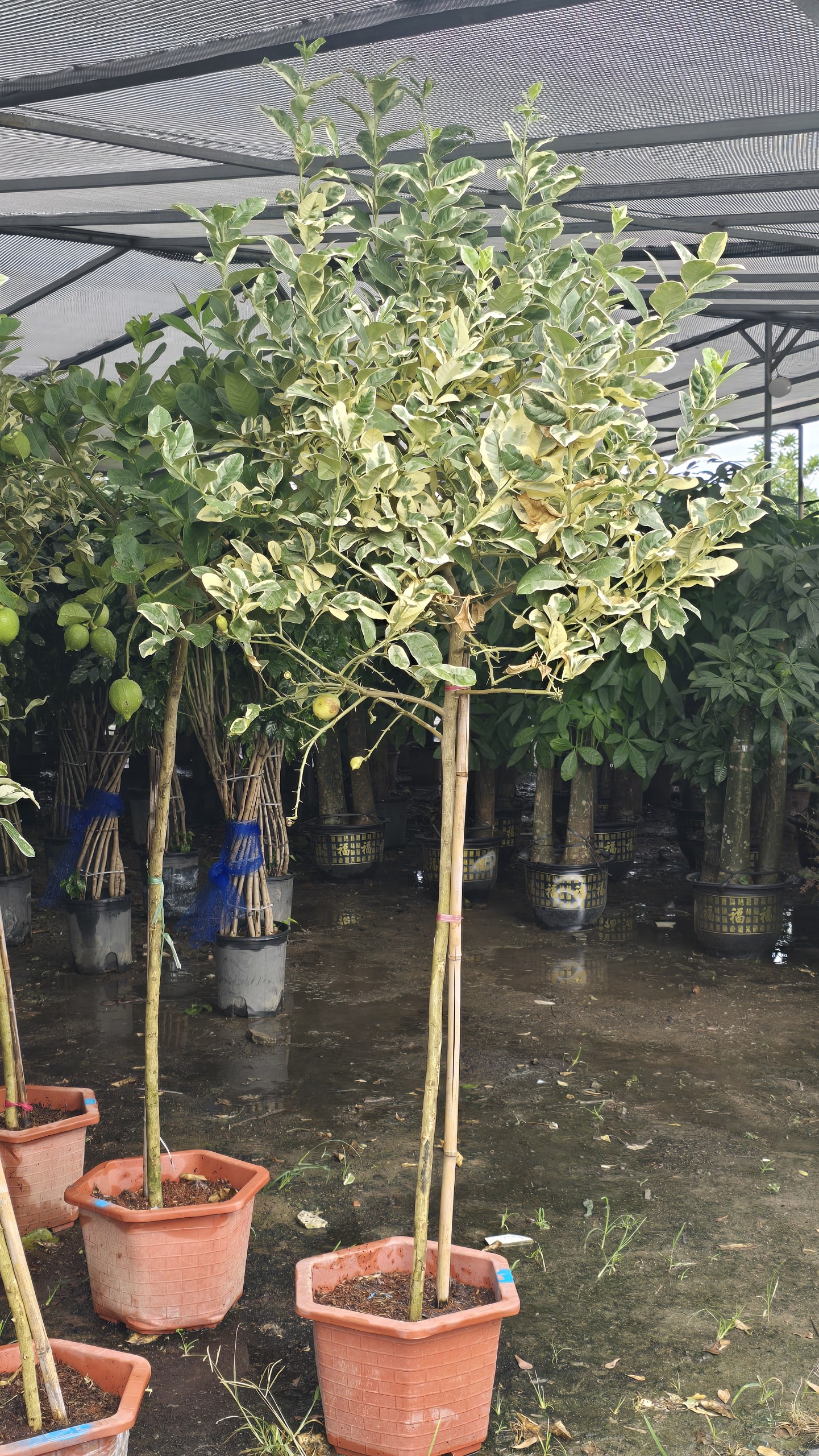 Cây Chanh Vàng Cẩm Thạch