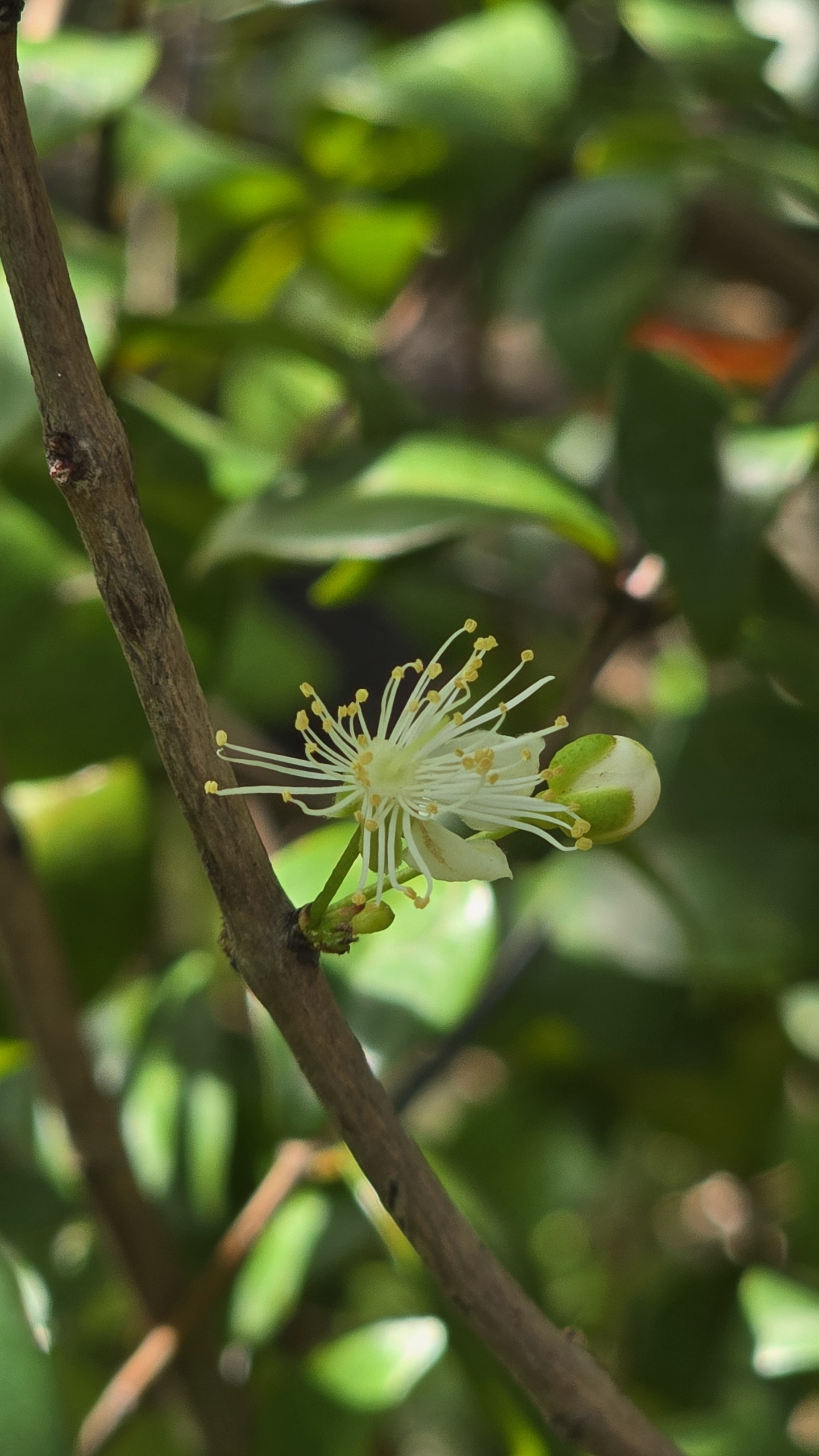 Cây Cherry Surinam