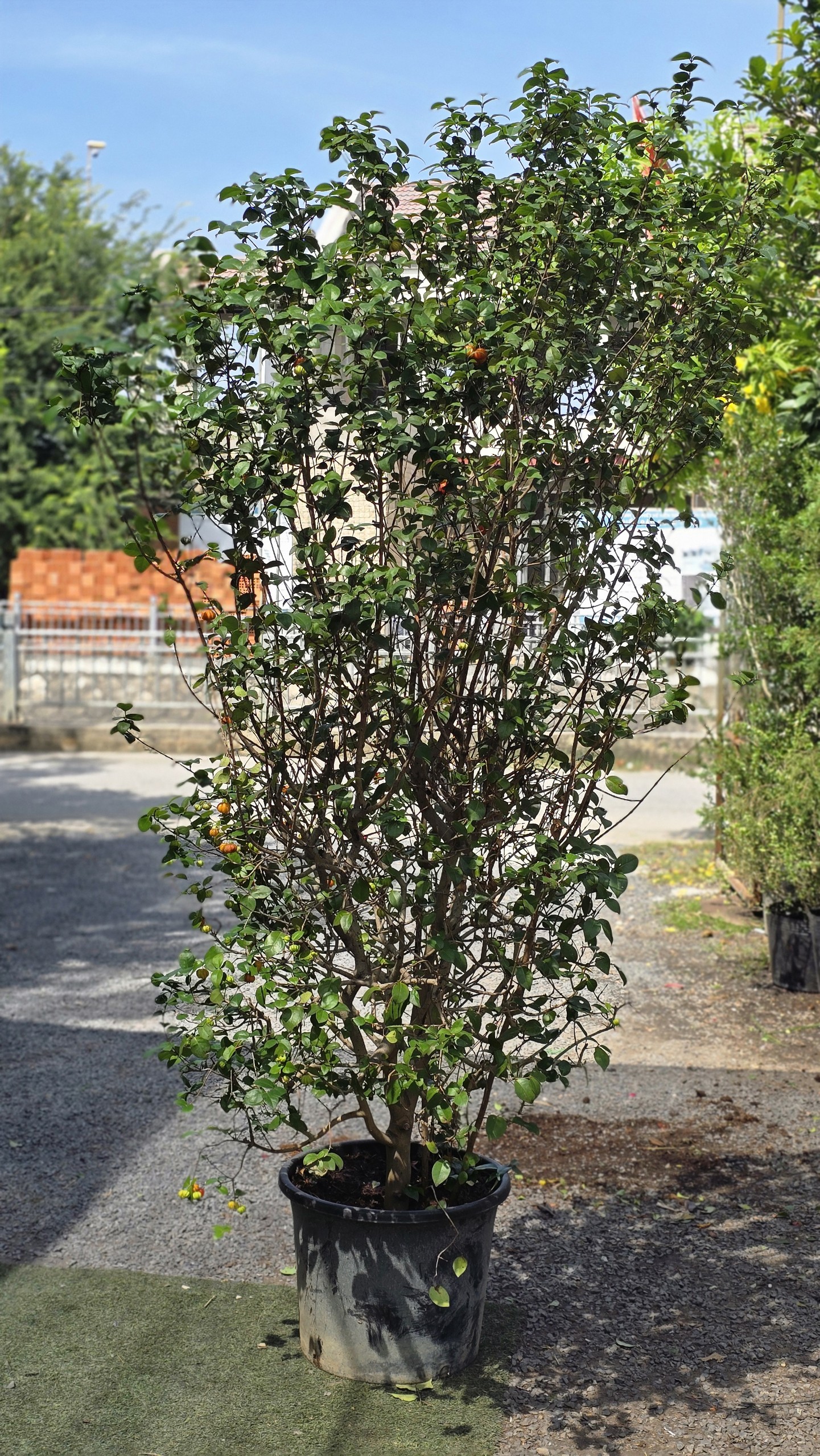 Cây Cherry Surinam