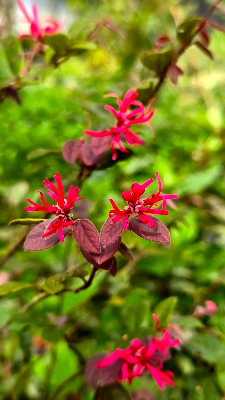 Cây Hồng Phụng Lớn