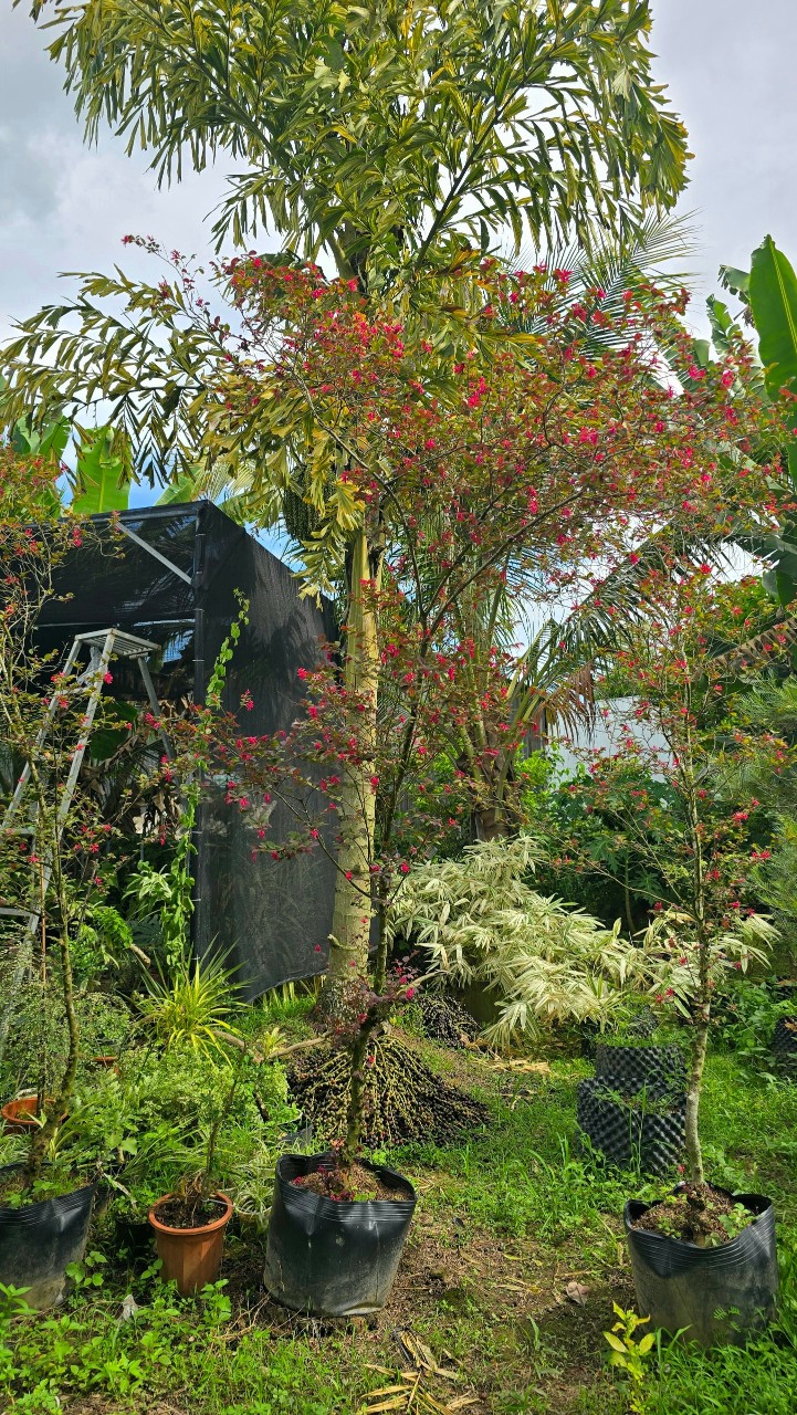 Cây Hồng Phụng Lớn