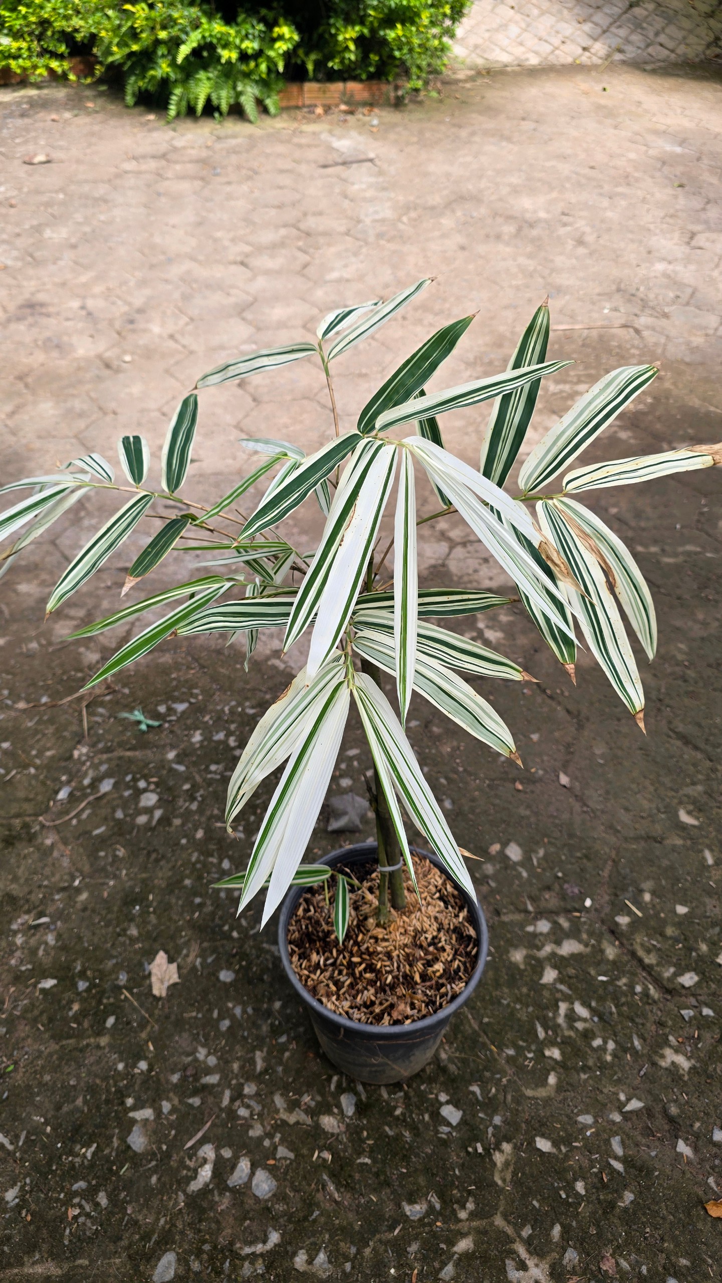 Cây Tre Var Lá Lớn