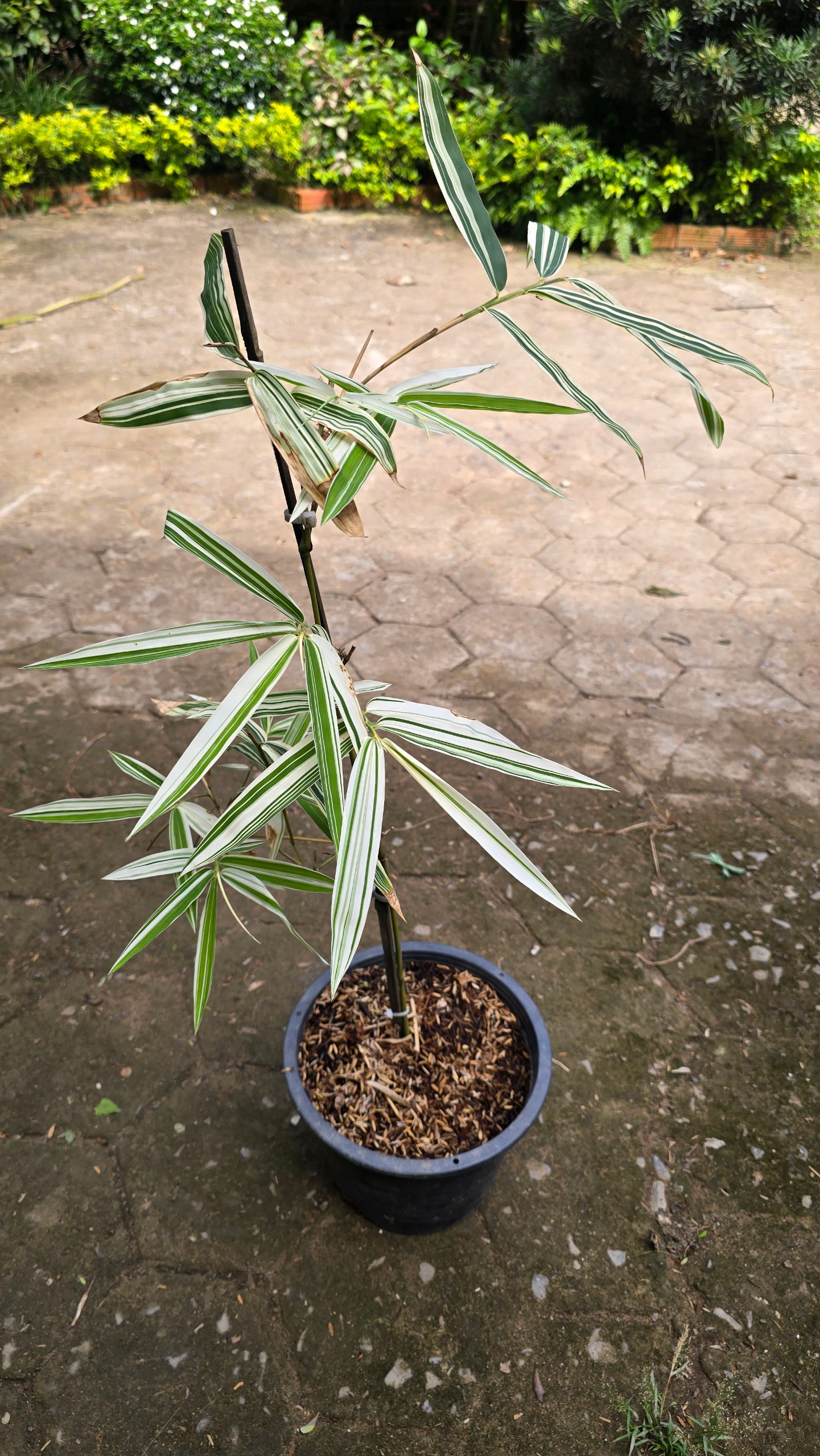 Cây Tre Var Lá Lớn