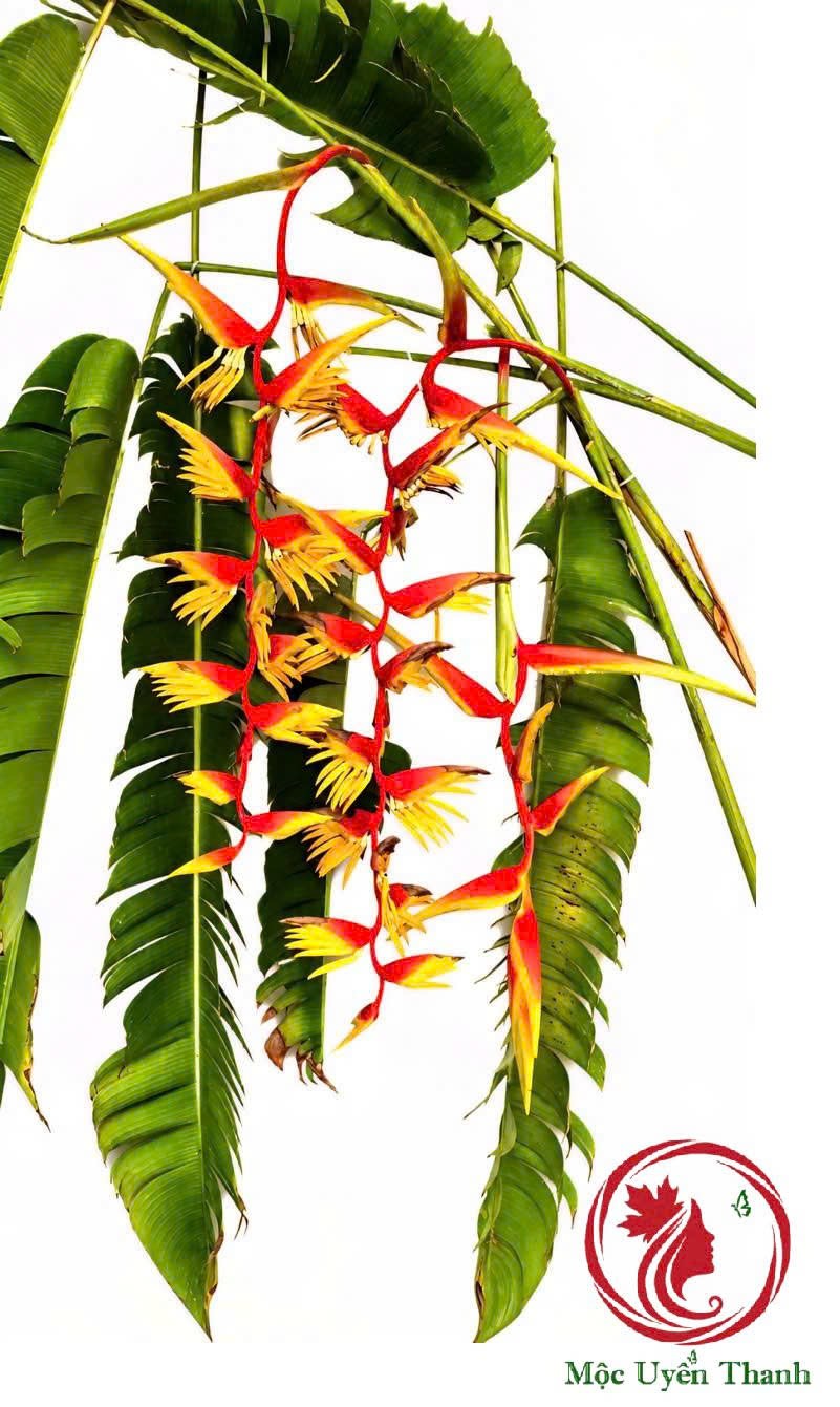 Cây Chuối "Heliconia Temptress" Sexy Red