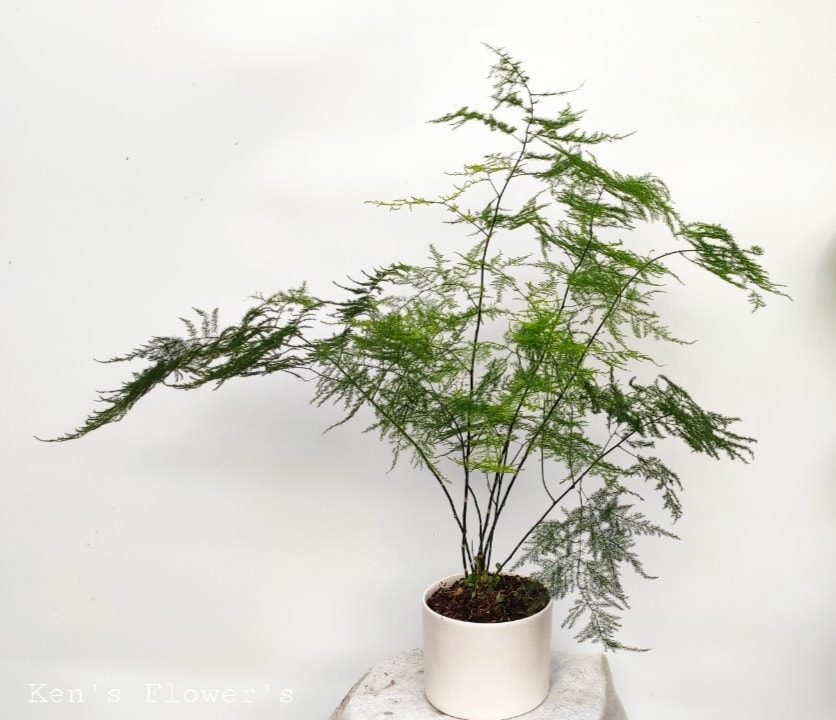Cây Kim Thủy Tùng