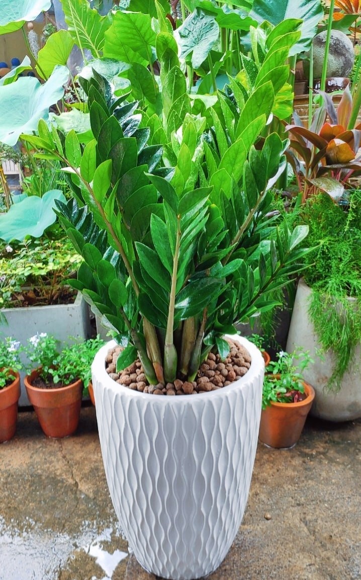 Cây Kim Tiền (Kim Phát Tài)