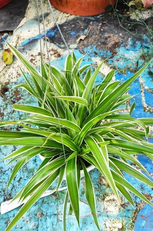 Cây Lan Chi Mẫu Tử