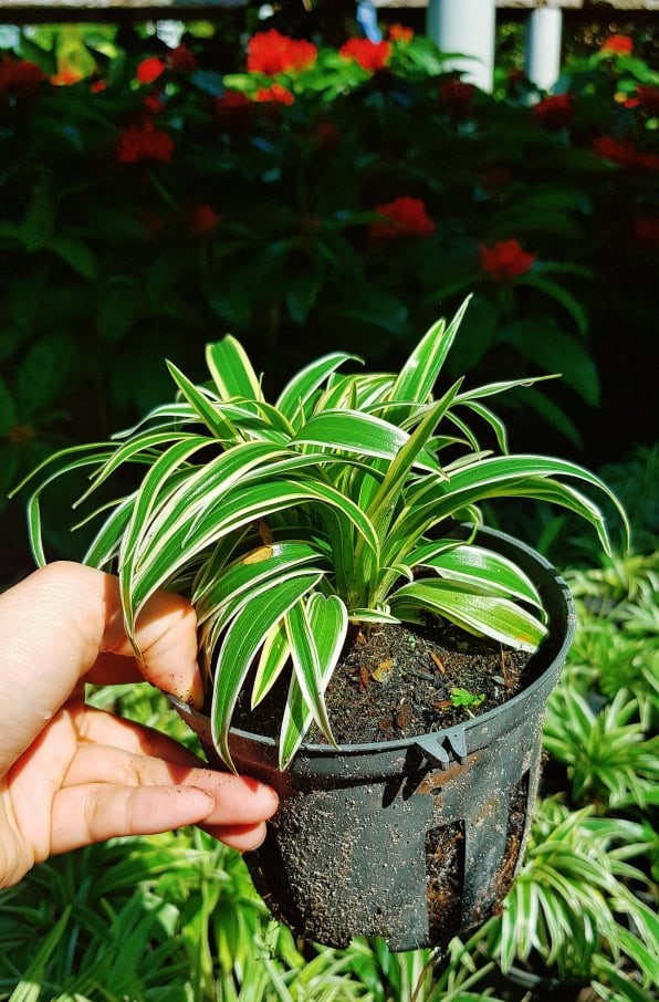 Cây Lan Chi Lá Ngắn