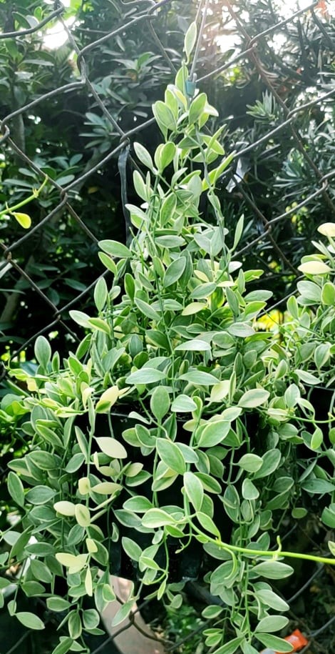 Cây Lan Hạt Dưa Sọc