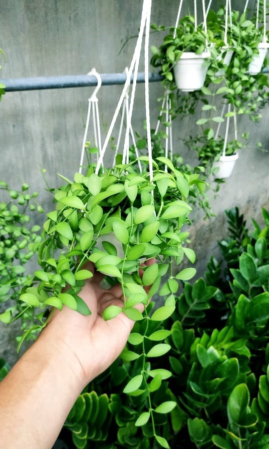 Cây Lan Hạt Dưa