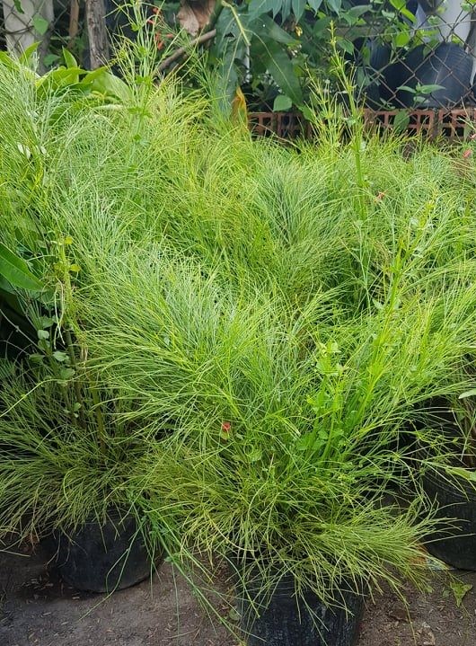 Cây Hoa Liễu Tường (Xác Pháo)