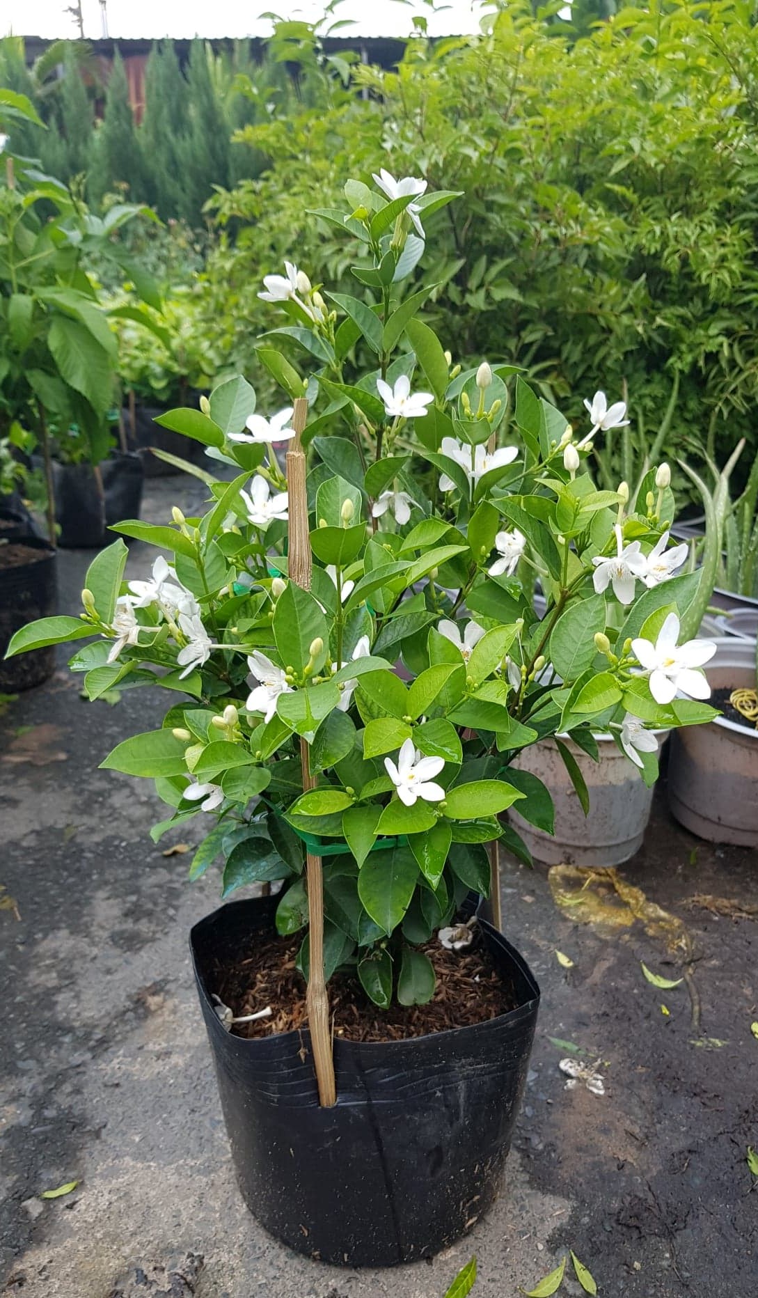 Cây Mai Chỉ Thiên