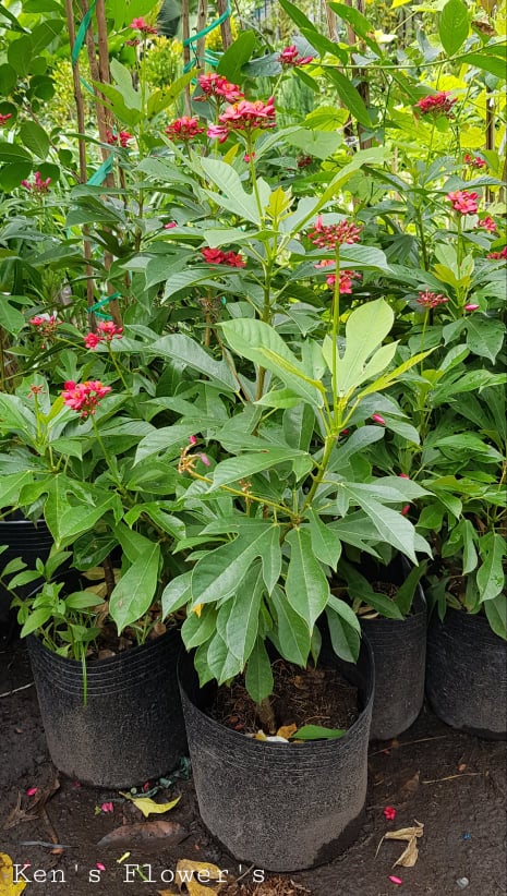 Cây Hồng Mai (Nhất Chi Mai)