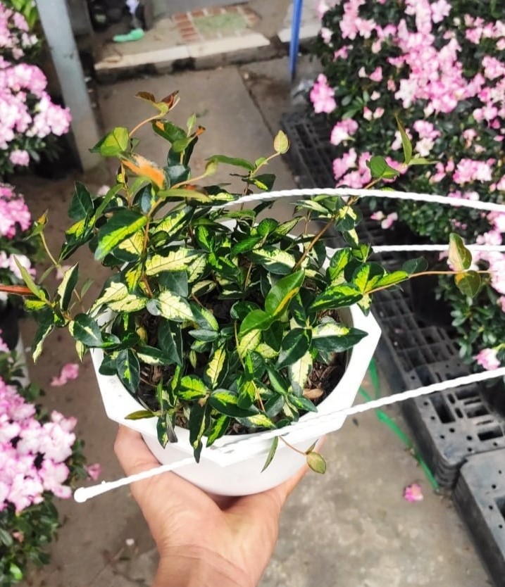 Cây Thằn Lằn Cẩm Thạch