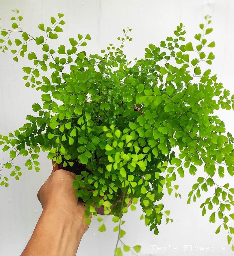 Cây Tóc Thần Vệ Nữ