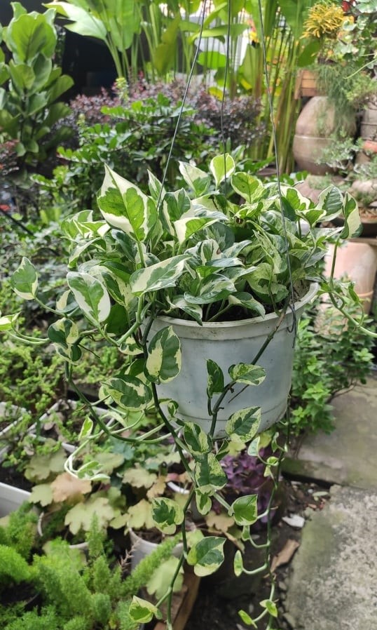 Cây Trầu Bà Cẩm Thạch