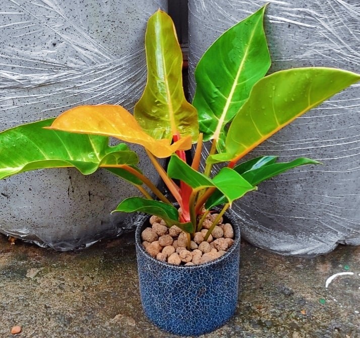 Cây Trầu Bà Đế Vương Đỏ