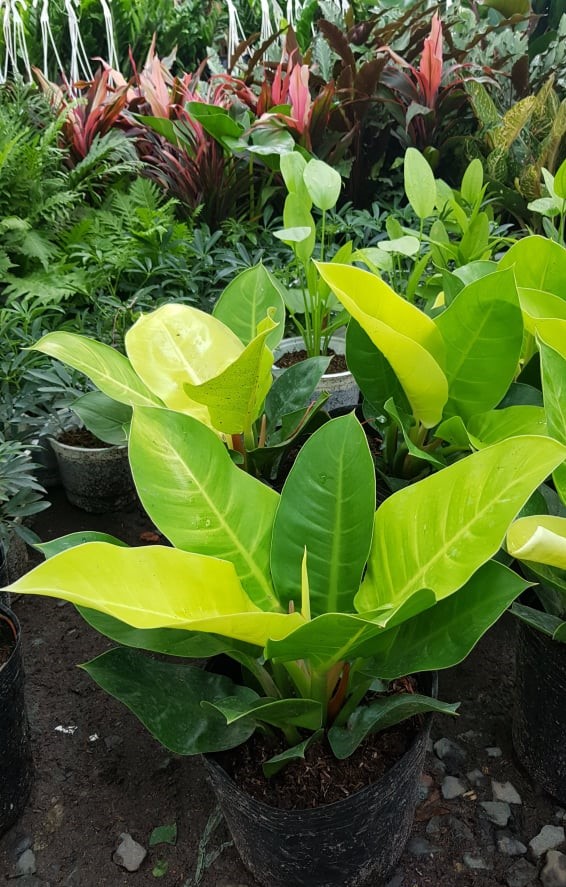 Cây Trầu Bà Đế Vương Vàng