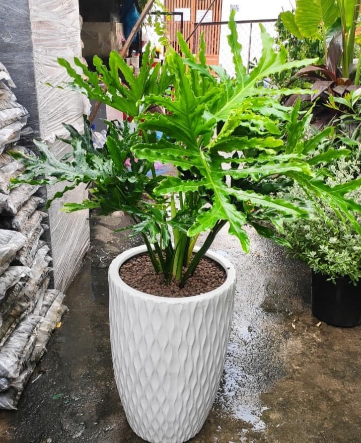Cây Trầu Bà Thanh Xuân