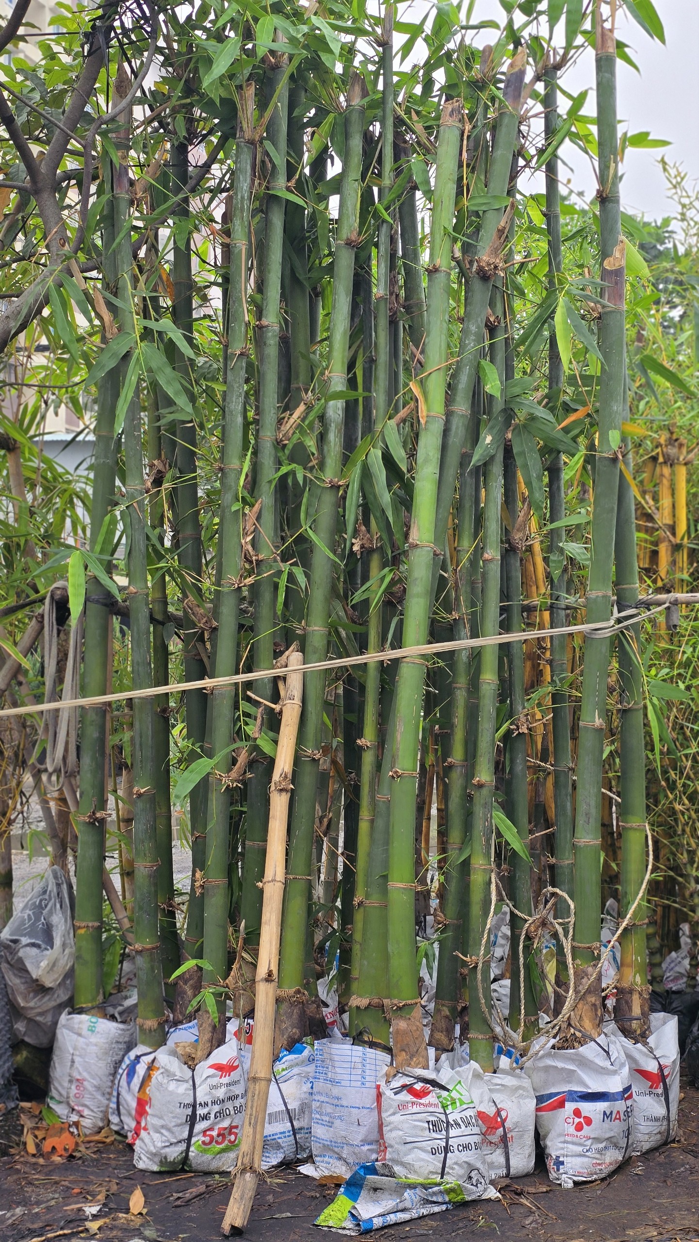 Cây Tre Tàu