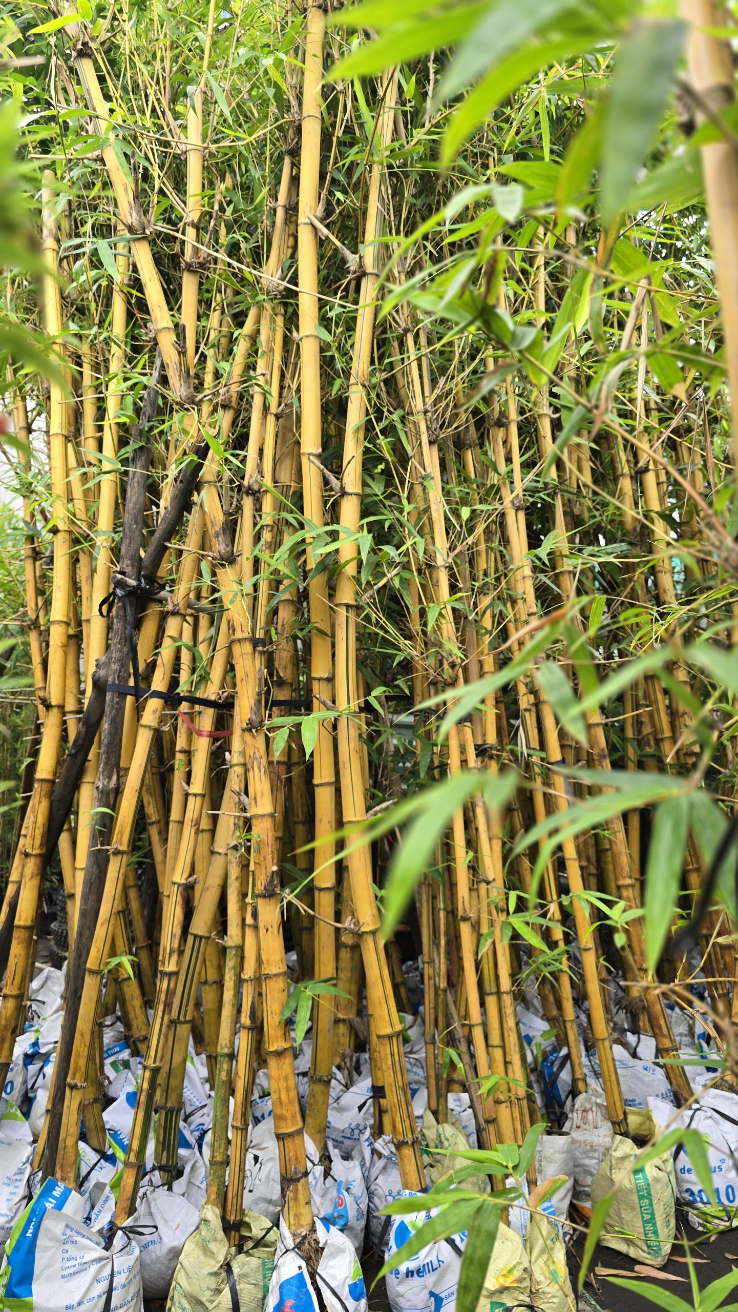 Cây Tre Vàng