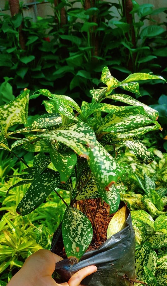 Cây Trúc Nhật Đốm