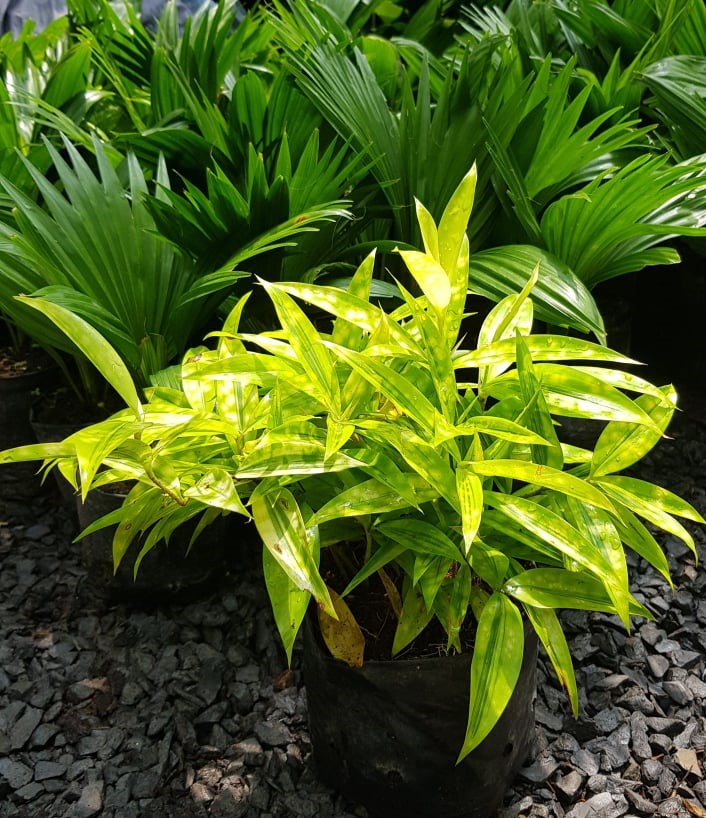 Cây Trúc Nhật Đốm