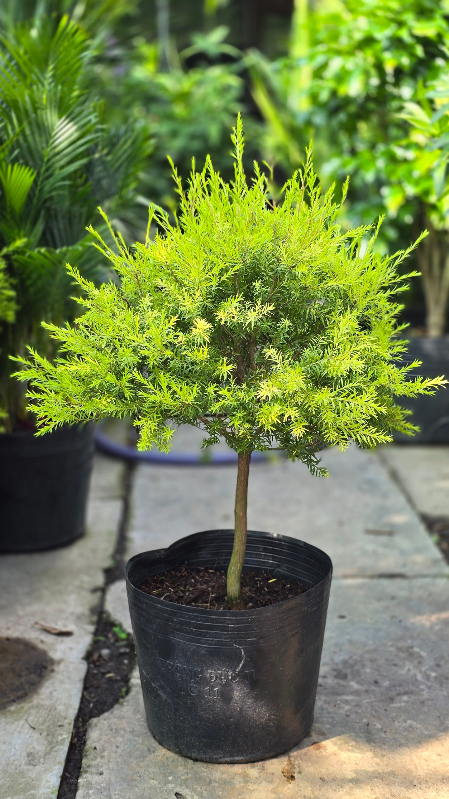 Cây Tràm Liễu Vàng (Col Tán Tròn)