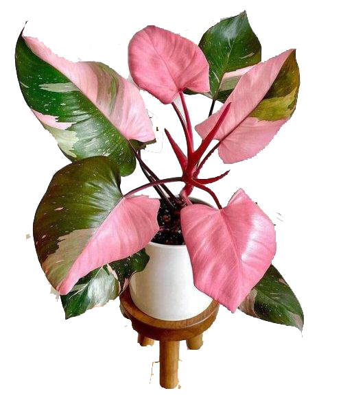 Theo dõi và cập nhật tin tức mới nhất