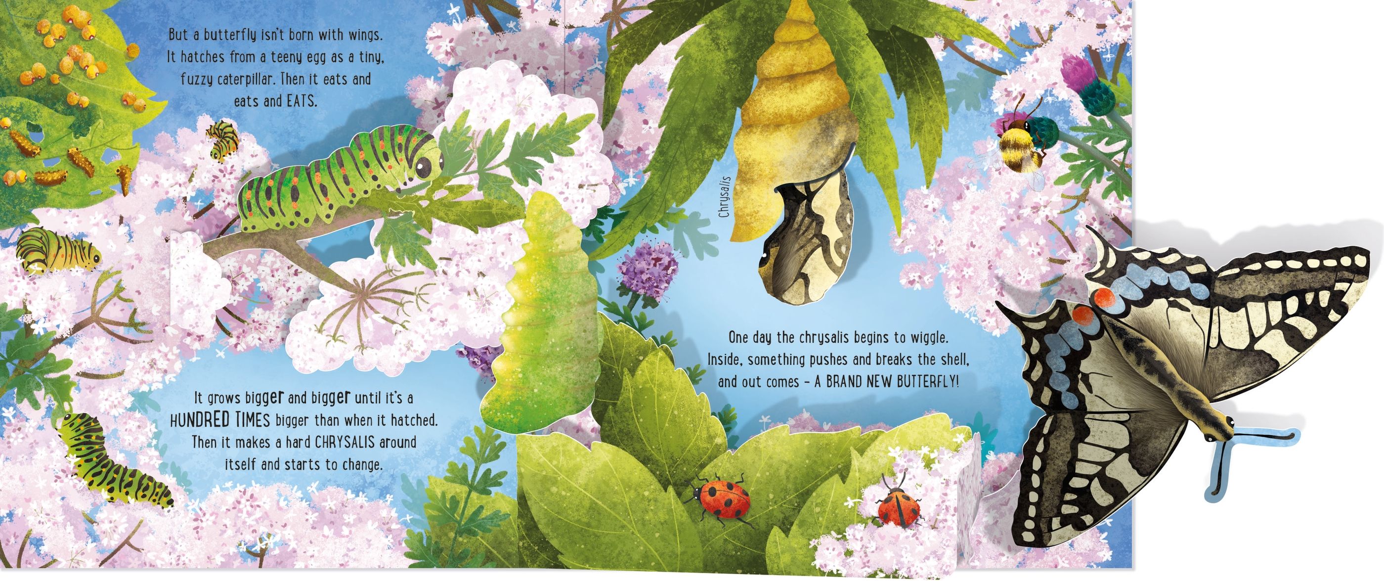 Usborne Pop up: Butterflies