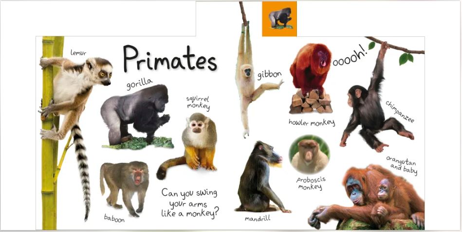 DK - Tabbed Board Books My First Zoo Let's Meet the Animals! (Khám phá thế giới động vật)