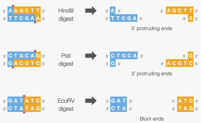 Khám Phá Enzyme Giới Hạn: Lịch Sử, Vai Trò và Đặc Điểm Phân Cắt
