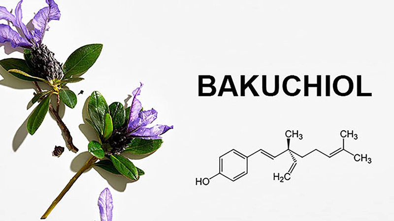 Bakuchiol là gì? Tác dụng của Bakuchiol đối với làn da và cách sử dụng hiệu quả