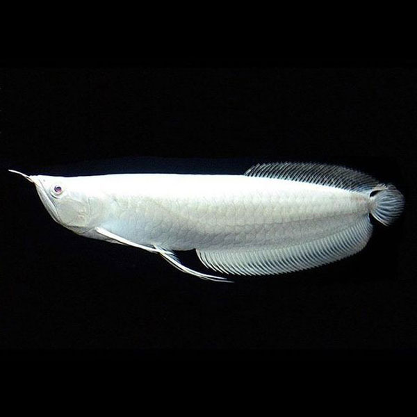 Cá Ngân Long giá bao nhiêu? Chăm sóc cá Ngân Long