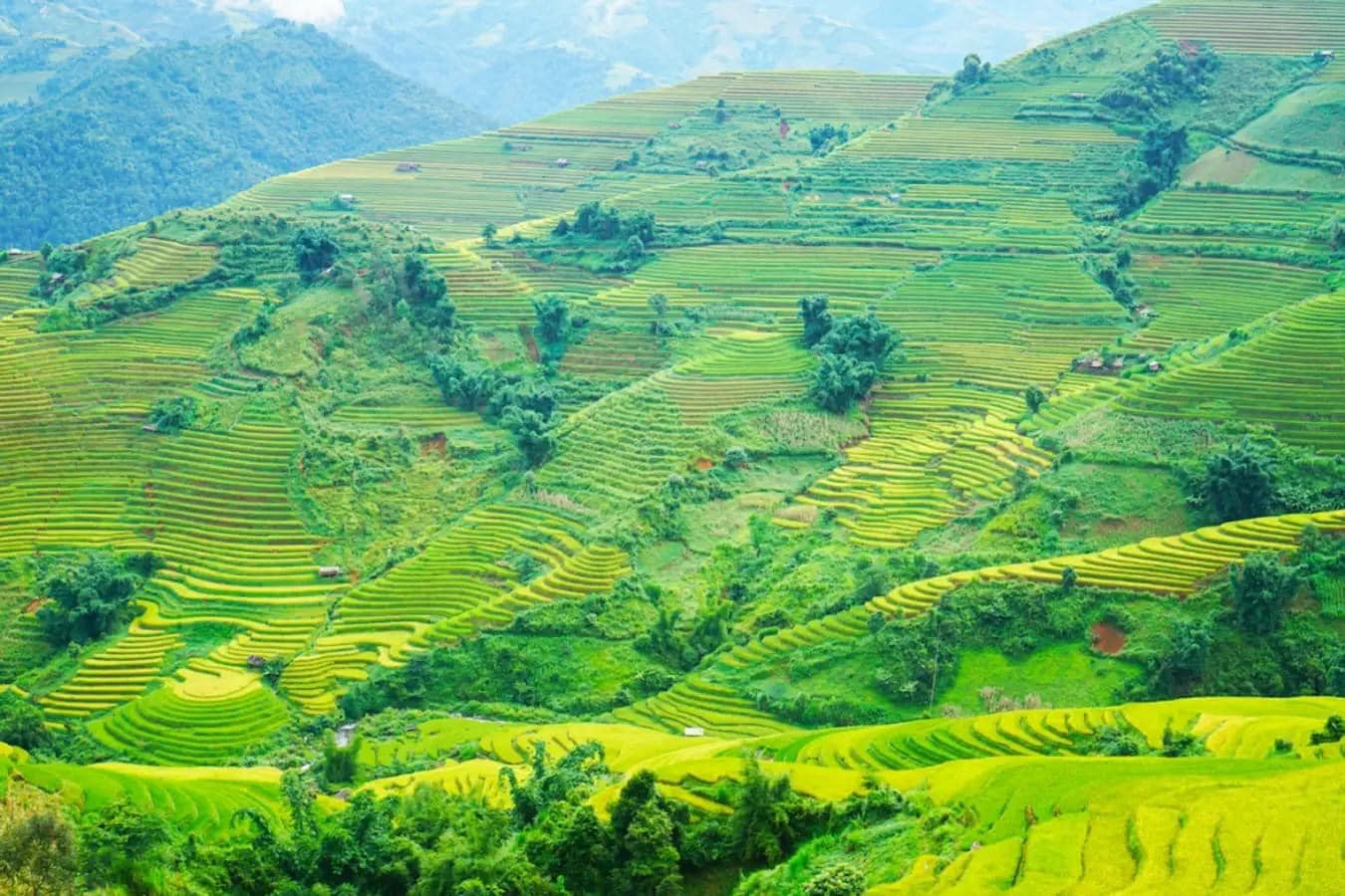 Gạo Nhật Japonica Bảo Minh: Chinh Phục Thị Trường Quốc Tế Với Tiêu Chí Chất Lượng Hàng Đầu