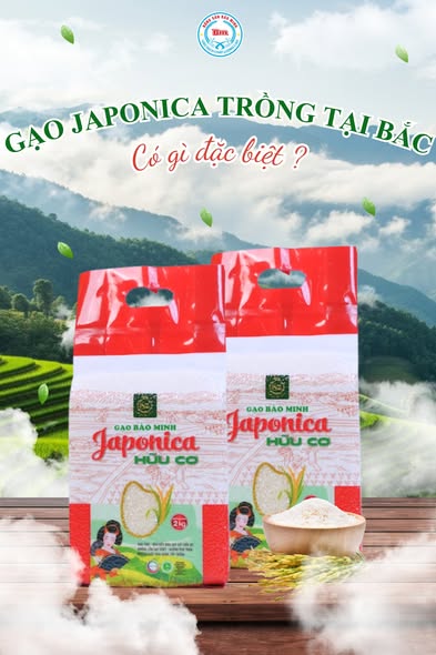 GẠO JAPONICA ĐƯỢC TRỒNG Ở MIỀN BẮC CÓ GÌ ĐẶC BIỆT? BƯỚC ĐỘT PHÁ TỪ GẠO BẢO MINH