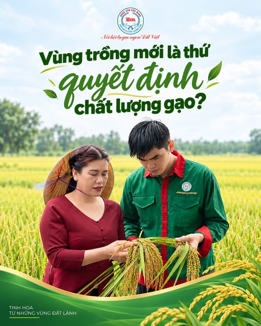 VÙNG TRỒNG CÓ PHẢI LÀ YẾU TỐ QUAN TRỌNG QUYẾT ĐỊNH CHẤT LƯỢNG HẠT GẠO?
