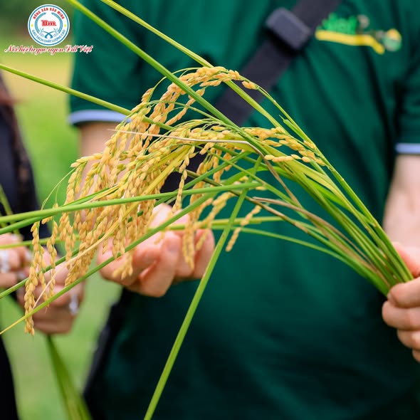 KHÁM PHÁ SỰ KHÁC BIỆT TỪ CÁNH ĐỒNG JAPONICA HỮU CƠ ĐẠT CHUẨN MỸ (USDA): BÍ MẬT TẠO NÊN CHẤT LƯỢNG VƯỢT TRỘI CỦA GẠO BẢO MINH
