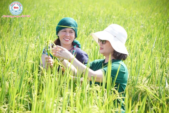 TẬN TÂM TRÊN TỪNG CÁNH ĐỒNG: CEO BÙI THỊ HẠNH HIẾU CÙNG GS.TSKH TRẦN DUY QUÝ LỘI RUỘNG KIỂM TRA VÙNG LÚA RƯƠI