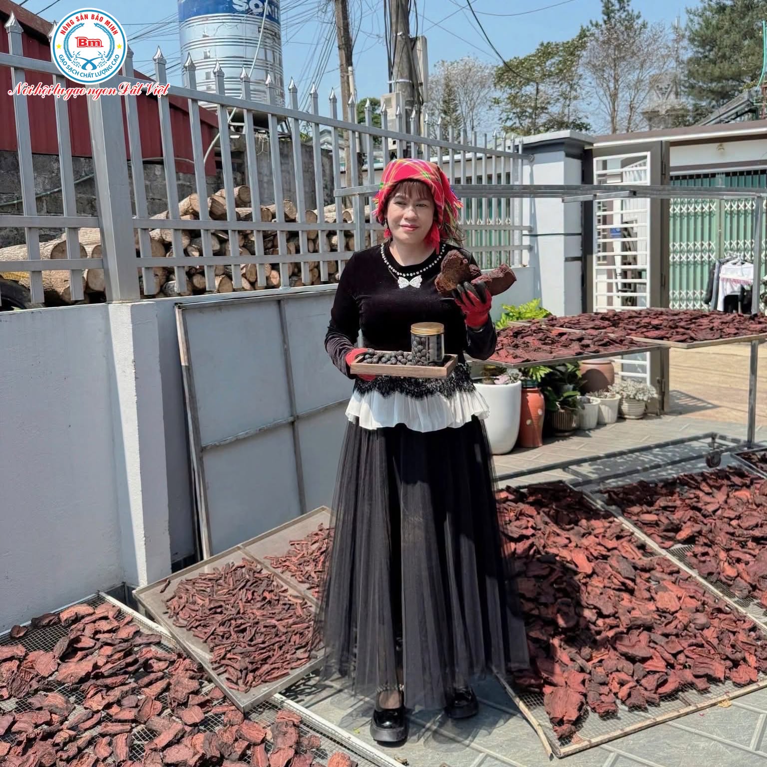 TẠI SAO BẮT BUỘC PHẢI DÙNG HÀ THỦ Ô CỬU CHƯNG CỬU SÁI? BÍ QUYẾT ĐEN TÓC, BỔ MÁU TỪ BẢO MINH