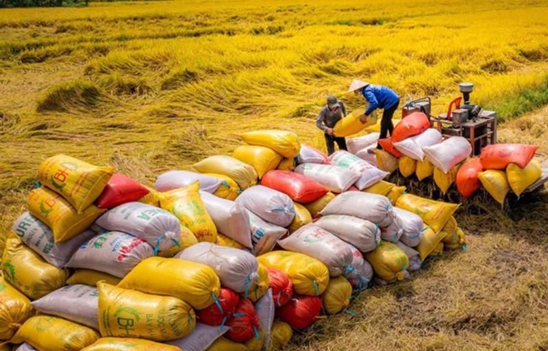 Thị Trường Gạo Xuất Khẩu Việt Nam 2024: Lợi Thế Cạnh Tranh Của Gạo Bảo Minh