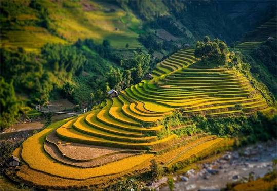 BẠN CHỌN GẠO THEO TIÊU CHUẨN GÌ? BẬT MÍ BÍ QUYẾT TỪ BẢO MINH