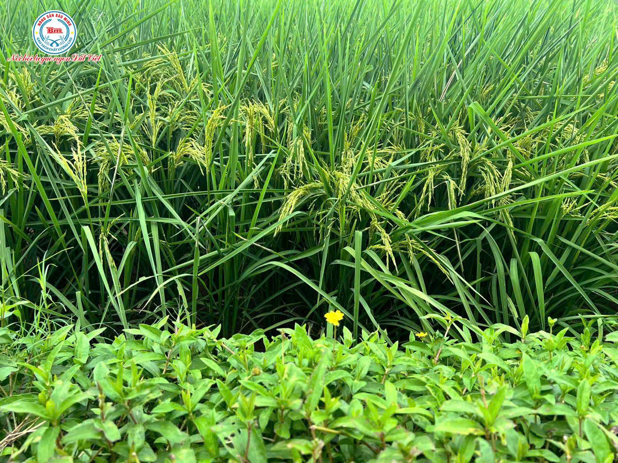 BẬT MÍ HỆ SINH THÁI 