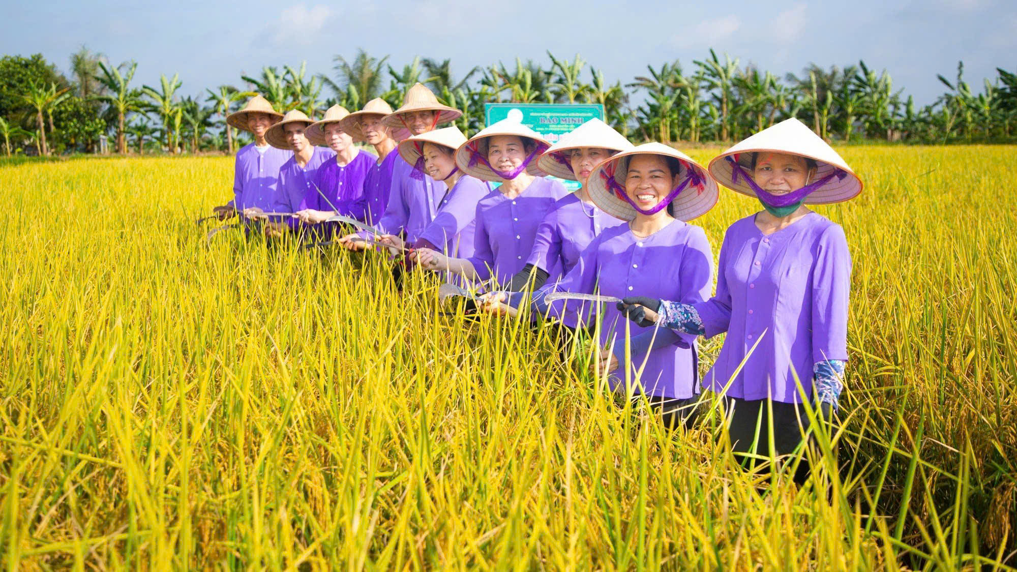 BÍ ẨN KHÍ HẬU NAM - BẮC: YẾU TỐ CỐT LÕI KIẾN TẠO PHẨM CẤP THƯỢNG HẠNG CỦA GẠO ST25 RUỘNG RƯƠI