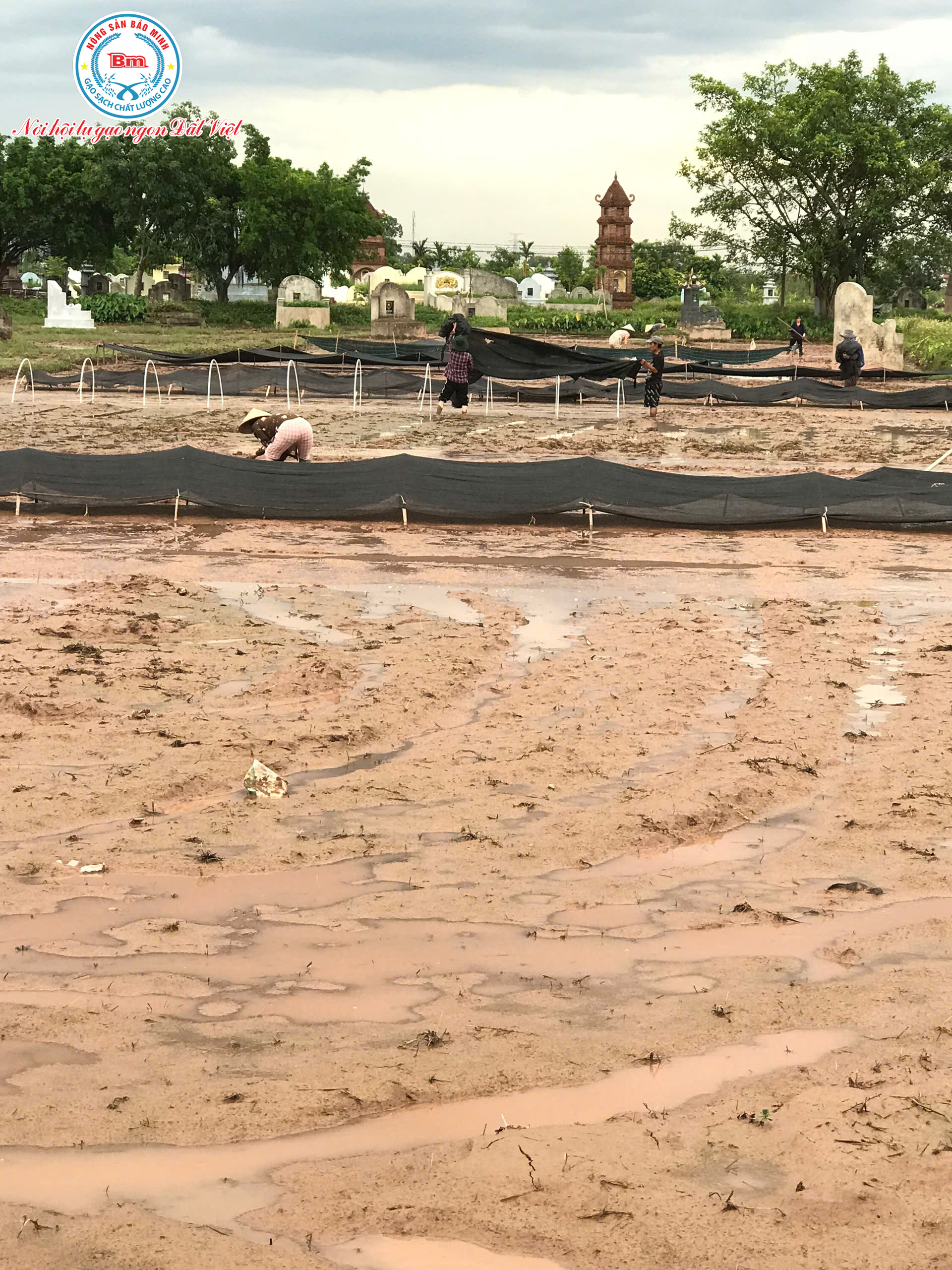 HÀNH TRÌNH HẠT NGỌC TRỜI: TỪ GIỌT MỒ HÔI VÙNG ĐẤT CHÍ MINH ĐẾN BỮA CƠM SẠCH BẢO MINH