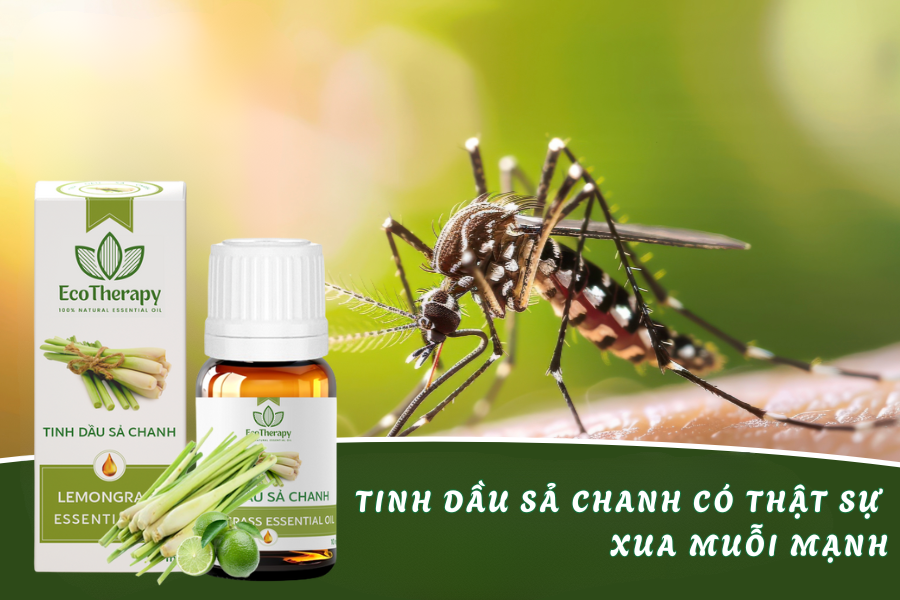 Tinh dầu sả chanh có thật sự xua muỗi mạnh? Nghiên cứu mới nhất